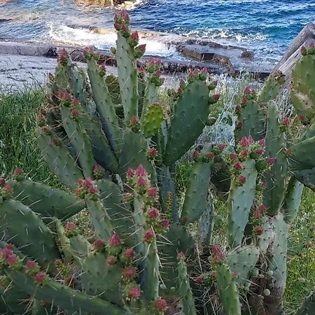 Lejlighed Bellavista 2