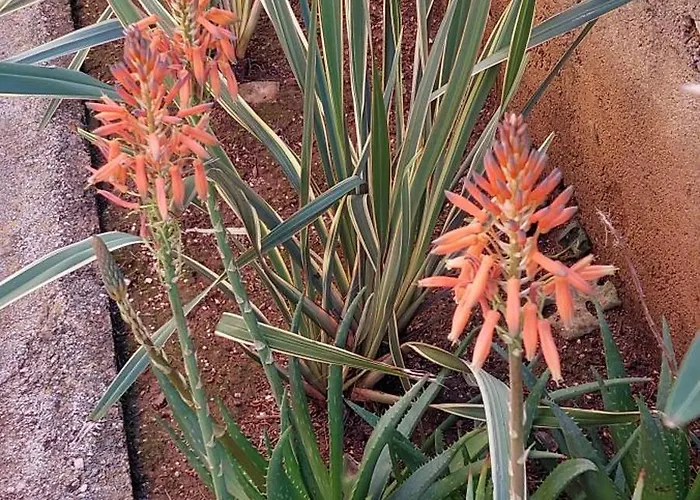 Bellavista 2 Lägenhet Veli Lošinj