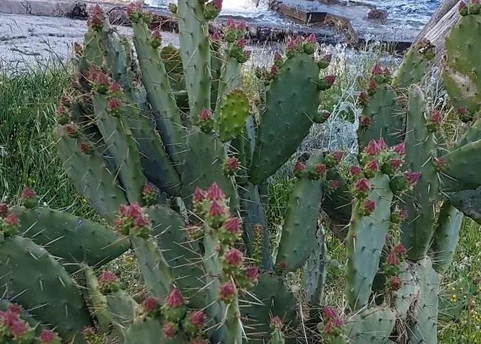 Lägenhet Bellavista 2