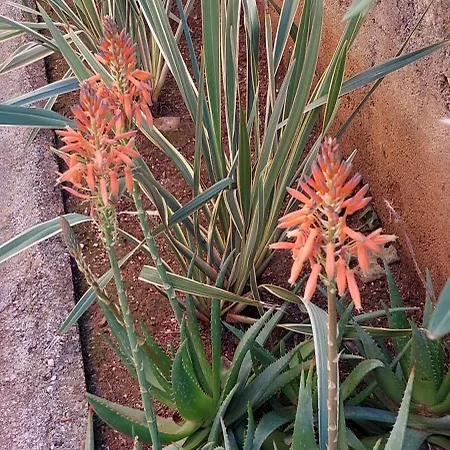 Bellavista 2 Apartmán Veli Lošinj